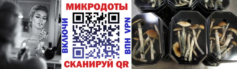 Купить где  Южно-Сахалинск  Галлюциногенные грибы Cubensis 